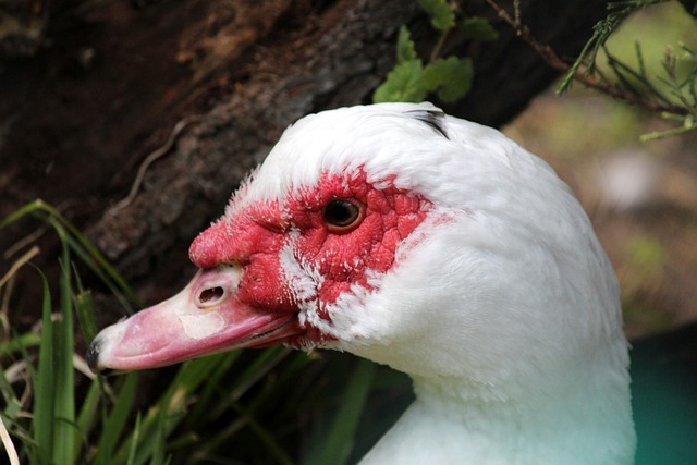 两次成功突 两次成功突